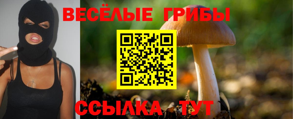 Псилоцибиновые грибы Psilocybe Дмитров